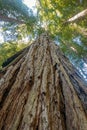 Closeup of a Giant Redwood Bark and Green Leave Canopy