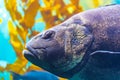 Closeup of a Giant sea bass swimming underwater against seaweed and corals