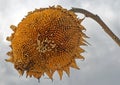 closeup giant sunflower or tall sunflower mid Winter under gray white sky