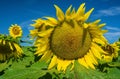 Closeup of a Giant Sunflowers in a Field Royalty Free Stock Photo