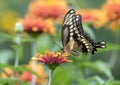 Closeup of Giant Swallowtail Papilio cresphontes Quebec