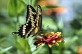 Closeup of Giant Swallowtail Papilio cresphontes Quebec