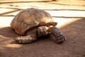 closeup of a giant tortoise Royalty Free Stock Photo