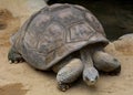 Giant Tortoise