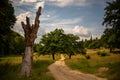 Closeup of giant tree snags with green trees, yellowing grass, and blue sky background Royalty Free Stock Photo