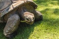 Closeup of a giant turtle in the zoo Hagenbeck` in Hamburg, germany.`