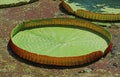 Giant Water Lily Pad of Victoria Amazonica in a Sunshine Pond Royalty Free Stock Photo