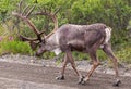 Closeup of giant Yukon moose, Denali Park, Alaska, USA Royalty Free Stock Photo