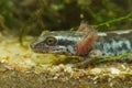 Closeup on a gilled head of the endangered Sardinian brook salamander, Euproctus platycephalus