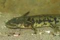 Closeup on a gilled larvae of the Barred tiger salamander , Ambystoma mavortium underwater