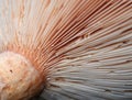 Gills underneath cap of hymenophore mushroom Royalty Free Stock Photo