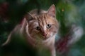 Closeup of a ginger cat head and face staring through a tunnel of green leaves Royalty Free Stock Photo