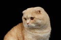 Closeup Ginger Scottish Fold Cat Looking at left isolated on Black