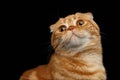 Closeup Ginger Scottish Fold Cat Looking up isolated on Black