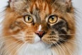 Closeup ginger tortie Maine Coon cat looking in camera