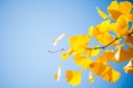 Closeup of ginkgo tree branch with yellow leaves on a blue sky