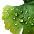Closeup of ginko leaf with small water dropslets with white background Royalty Free Stock Photo