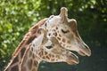 Closeup of giraf heads Royalty Free Stock Photo