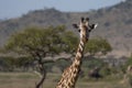 Closeup of giraffe in Africa`s Serengeti.