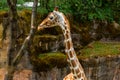 Closeup of the Giraffe against the Trees in Zoo Royalty Free Stock Photo