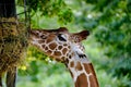 closeup of giraffe animal with long neck eats, Giraffa camelopardalis, brown spots on shiny skin, artiodactyl mammal from Royalty Free Stock Photo