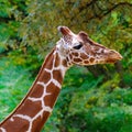 closeup giraffe animal with long neck, Giraffa camelopardalis, brown spots on shiny skin, artiodactyl mammal from giraffidae