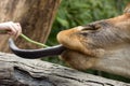 Closeup of a giraffe being fed