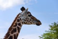 Closeup giraffe on blue sky background