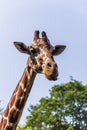 Closeup giraffe in Dehiwala Zoo.