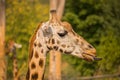 Closeup of a giraffe eating grass Royalty Free Stock Photo