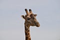 Closeup Giraffe