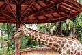Closeup of giraffe feeding. Beautiful animal