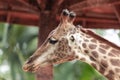 Closeup of giraffe feeding. Beautiful animal