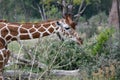 Closeup of a giraffe feeding on green shrubs in a savannah