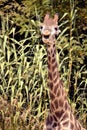 Closeup giraffe