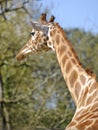 Closeup giraffe