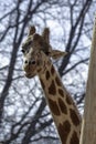 Closeup of Giraffe head in Denver Zoo Royalty Free Stock Photo