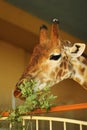 Closeup of giraffe head eating leaves in zoo Royalty Free Stock Photo