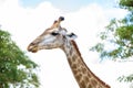 Closeup giraffe head Royalty Free Stock Photo