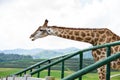 Closeup giraffe head Royalty Free Stock Photo