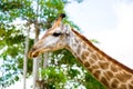 Closeup giraffe head Royalty Free Stock Photo