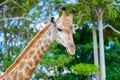 Closeup giraffe head Royalty Free Stock Photo