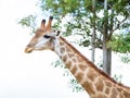 Closeup giraffe head Royalty Free Stock Photo