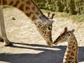Closeup giraffe and its baby