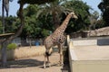 Closeup of a giraffe in the park of legends zoo in Lima, Peru Royalty Free Stock Photo