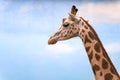 Closeup on a giraffe`s face and neck on a leisurly afternoon