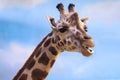 Closeup on a giraffe`s face and neck on a leisurly afternoon