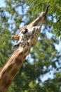 Closeup giraffe the tongue out