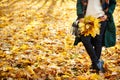 Closeup of girl`s hands holding beautiful bunch of bright autumn maple tree leaves in the park on a sunny day. Autumn concept Royalty Free Stock Photo