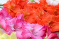 Closeup of gladiolus flower